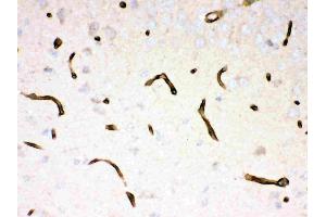 Anti- Dystrophin Picoband antibody, IHC(P): Mouse Brain Tissue