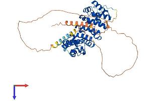 AlphaFold protein structure predicition of Human Recombinant ARMCX1 Protein, UniprotID Q9P291