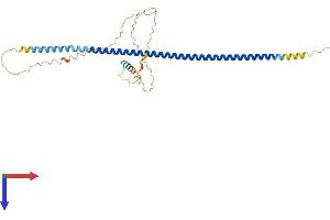 AlphaFold protein structure predicition of Human Recombinant LUZP4 Protein, UniprotID Q9P127