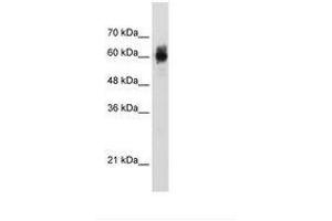 Image no. 2 for anti-Nuclear Respiratory Factor 1 (NRF1) (AA 429-478) antibody (ABIN203328) (NRF1 anticorps  (AA 429-478))