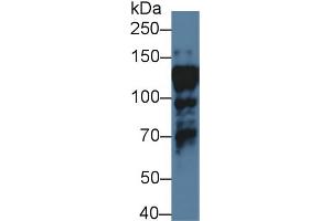 Western blot analysis of Human HepG2 cell lysate, using Human ILF3 Antibody (1 µg/ml) and HRP-conjugated Goat Anti-Rabbit antibody ( (Interleukin enhancer-binding factor 3 (ILF3) (AA 672-891) anticorps)