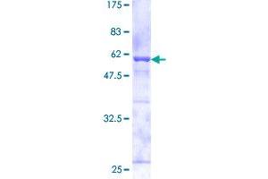 Image no. 1 for Capping Protein (Actin Filament) Muscle Z-Line, alpha 2 (CAPZA2) (AA 1-286) protein (GST tag) (ABIN7595954)
