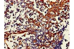Immunohistochemistry of paraffin-embedded human tonsil tissue using ABIN7160758 at dilution of 1:100