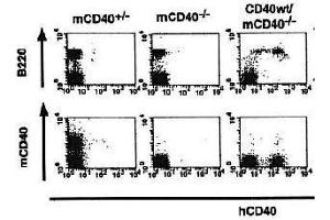 Flow Cytometry (FACS) image for anti-CD40 (CD40) (Extracellular Domain) antibody (Biotin) (ABIN2451934) (CD40 anticorps  (Extracellular Domain) (Biotin))