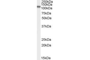 Western Blotting (WB) image for anti-Family with Sequence Similarity 188, Member A (FAM188A) (N-Term) antibody (ABIN2789239) (FAM188A anticorps  (N-Term))