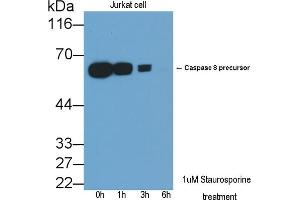 Detection of CASP8 in lysates of Jurkat cell line using Polyclonal Antibody to Caspase 8 (CASP8) (Caspase 8 anticorps  (AA 385-479))