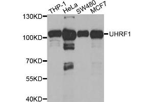 Western blot analysis of extracts of various cell lines, using UHRF1 antibody. (UHRF1 anticorps)