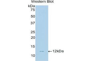 Western blot analysis of the recombinant protein. (NPPC anticorps  (AA 33-125))