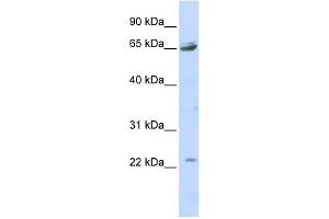 P2RX2 antibody used at 1 ug/ml to detect target protein. (P2RX2 anticorps  (Middle Region))