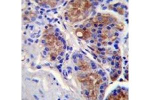 Caspase-12 antibody immunohistochemistry analysis in formalin fixed and paraffin embedded human stomach tissue.