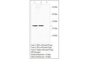 Image no. 1 for anti-Prostaglandin E Receptor 3 (Subtype EP3) (PTGER3) antibody (ABIN791349) (PTGER3 anticorps)