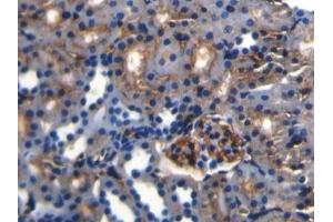 Detection of APOA4 in Rat Kidney Tissue using Polyclonal Antibody to Apolipoprotein A4 (APOA4)