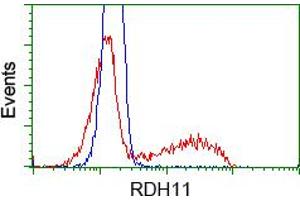 Image no. 1 for anti-Retinol Dehydrogenase 11 (All-Trans/9-Cis/11-Cis) (RDH11) antibody (ABIN1500654) (RDH11 anticorps)
