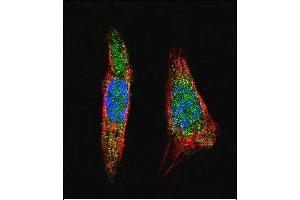 Confocal immunofluorescent analysis of SUMO1 Antibody (N-term) (ABIN1882136 and ABIN2845486) with  cell followed by Alexa Fluor 488-conjugated goat anti-rabbit lgG (green). (SUMO1 anticorps  (N-Term))