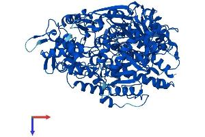 AlphaFold protein structure predicition of Mouse Recombinant Aco1 Protein, UniprotID P28271