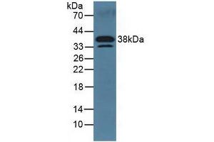 Figure. (DKK3 anticorps  (AA 23-349))