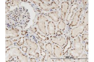 Immunoperoxidase of monoclonal antibody to NXF3 on formalin-fixed paraffin-embedded human kidney. (NXF3 anticorps  (AA 1-531))