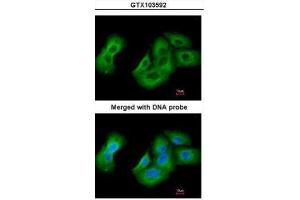 ICC/IF Image Immunofluorescence analysis of paraformaldehyde-fixed A549, using UAP1, antibody at 1:200 dilution.