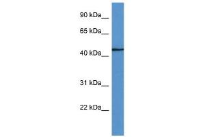 WB Suggested Anti-Fbxw4 Antibody Titration: 0. (FBXW4 anticorps  (C-Term))