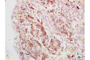 Formalin-fixed and paraffin embedded mouse embryo labeled with Anti-EF1a Polyclonal Antibody, Unconjugated (ABIN741210) at 1:200, followed by conjugation to the secondary antibody and DAB staining