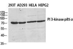 Western Blot (WB) analysis of specific cells using PI 3-kinase p85beta Polyclonal Antibody. (PIK3R2 anticorps  (Thr232))
