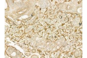 ABIN6260875 and ABIN6277709 at 1/100 staining human normal placenta tissue by IHC-P. (Chloride Channel 5 anticorps  (Internal Region))