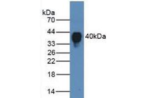 Figure. (Clusterin anticorps  (AA 228-449))