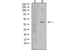 Western blot analysis of extracts from mouse brain, using MPRA Antibody. (PAQR7 anticorps  (C-Term))