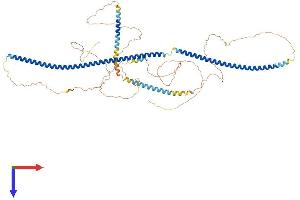 AlphaFold protein structure predicition of Human Recombinant LCA5 Protein, UniprotID Q86VQ0