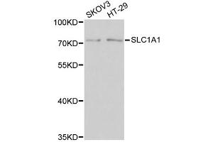 Western blot analysis of extracts of various cell lines, using SLC1A1 antibody (ABIN6003519) at 1/1000 dilution. (SLC1A1 anticorps)