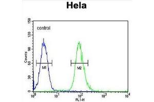 CLDN7 Antibody (C-term) flow cytometric analysis of Hela cells (right histogram) compared to a negative control cell (left histogram). (Claudin 7 anticorps  (C-Term))