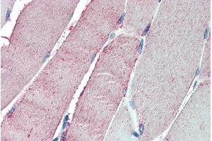ABIN185115 (5µg/ml) staining of paraffin embedded Human Skeletal Muscle.