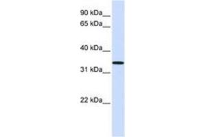 Image no. 1 for anti-Chromosome 16 Open Reading Frame 78 (C16orf78) (AA 108-157) antibody (ABIN6741159) (C16orf78 anticorps  (AA 108-157))