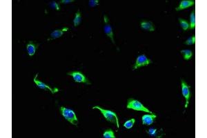 Immunofluorescent analysis of U251 cells using ABIN7164497 at dilution of 1:100 and Alexa Fluor 488-congugated AffiniPure Goat Anti-Rabbit IgG(H+L) (GPR34 anticorps  (AA 1-61))