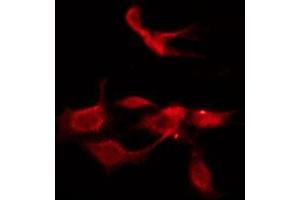 ABIN6275969 staining HepG2 by IF/ICC. (CHRM1 anticorps  (C-Term))