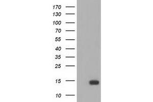 Western Blotting (WB) image for anti-Follicle Stimulating Hormone, beta Polypeptide (FSHB) antibody (ABIN1498316) (FSHB anticorps)