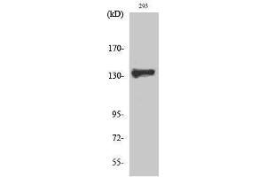 Western Blotting (WB) image for anti-Zinc Finger and BTB Domain Containing 40 (ZBTB40) (C-Term) antibody (ABIN3187523) (ZBTB40 anticorps  (C-Term))