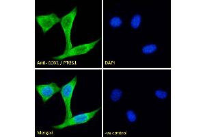 ABIN184671 Immunofluorescence analysis of paraformaldehyde fixed NIH3T3 cells, permeabilized with 0.