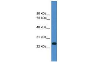 Image no. 1 for anti-CD27 Molecule (CD27) (C-Term) antibody (ABIN6745479) (CD27 anticorps  (C-Term))
