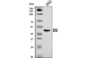 Western blot analysis of BZW2 using anti-BZW2 antibody (ABIN7600608).