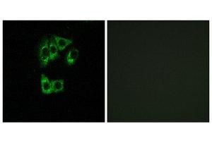Immunofluorescence (IF) image for anti-GTPase, IMAP Family Member 2 (GIMAP2) (Internal Region) antibody (ABIN1851400) (GIMAP2 anticorps  (Internal Region))