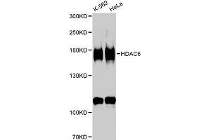 Western blot analysis of extracts of various cell lines, using HDAC6 antibody (ABIN1872957) at 1:1000 dilution. (HDAC6 anticorps)