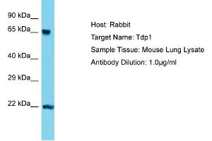 Host: Rabbit Target Name: Tdp1 Sample Type: Mouse Lung lysates Antibody Dilution: 1. (TDP1 anticorps  (C-Term))