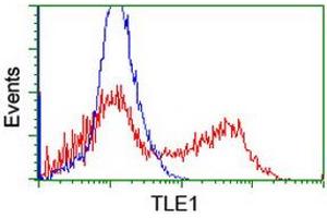 Image no. 4 for anti-Transducin-Like Enhancer of Split 1 (E(sp1) Homolog, Drosophila) (TLE1) (AA 180-460) antibody (ABIN1491047)