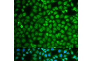 Immunofluorescence analysis of A549 cells using ZNF346 Polyclonal Antibody (ZNF346 anticorps)