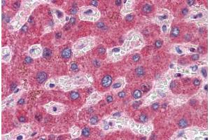 Anti-GFPT1 antibody  ABIN960780 IHC staining of human liver.