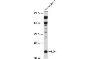 Western blot analysis of extracts of Mouse heart, using IL26 antibody (ABIN7267996) at 1:500 dilution. (IL-26 anticorps  (AA 22-100))