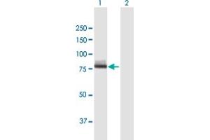 Western Blot analysis of CAPN12 expression in transfected 293T cell line by CAPN12 MaxPab polyclonal antibody. (CAPN12 anticorps  (AA 1-719))
