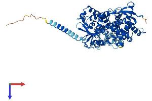 AlphaFold protein structure predicition of Mouse Recombinant Cyp4f14 Protein, UniprotID Q9EP75