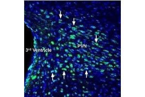 Expression of Glucagon receptor in mouse hypothalamus - Immunohistochemical staining of perfusion-fixed frozen mouse brain sections with Anti-Glucagon Receptor (extracellular) Antibody (ABIN7043218, ABIN7044410 and ABIN7044411), (1:200), followed by goat-anti-rabbit-AlexaFluor-488 secondary antibody.